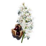 CLARINS NUTRI LUMIERE JOUR EMULSION Odżywczo-rewitalizująca emulsja na dzień 50ML - 4